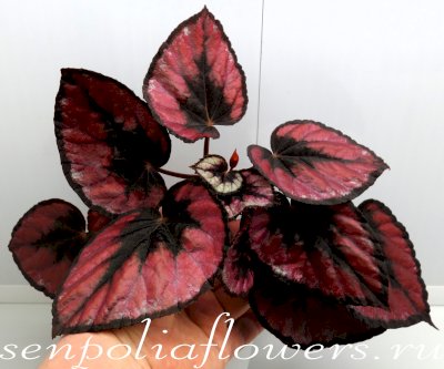 Бегония Red Kiss